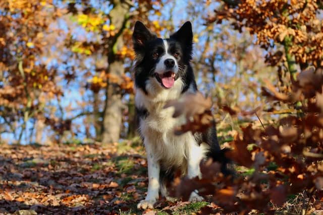 Fall activities for your pet
